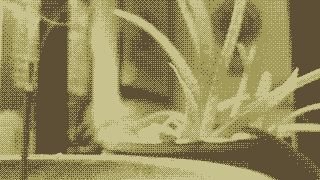 monochrome gif of incense burning near an aloe plant